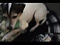 Hollywood Dog wags her tail 88 miles an hour | BahVideo.com