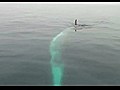 Finback Whale Shows Off | BahVideo.com