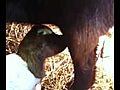 Breast feeding baby goat | BahVideo.com