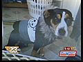 Owner Claims Shelter Killed Her Lost Dog | BahVideo.com