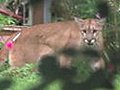 Mountain Lion Runs Wild Through Oklahoma  | BahVideo.com