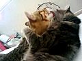 Ella and Jenkins Kissing Kitties Part 2 | BahVideo.com