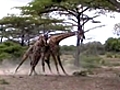 Giraffe fight gets wild | BahVideo.com