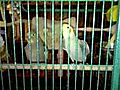 Quand les perruches s en donnet coeur joie | BahVideo.com