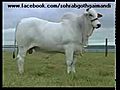 TOUROS Bull | BahVideo.com