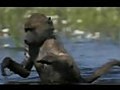 PLANET EARTH - Baboons In The Water | BahVideo.com