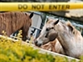 Hendra virus kills a horse in Qld | BahVideo.com