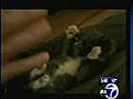 Funny kitten video | BahVideo.com