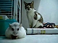 Cat and Hamster | BahVideo.com