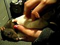 Rattie Tickle | BahVideo.com