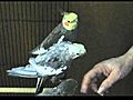 cockatiel holds food in paw | BahVideo.com