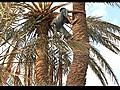 La datte marocaine menac e | BahVideo.com
