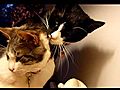 Kissing Cats | BahVideo.com