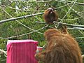 Orangutan Birthday | BahVideo.com
