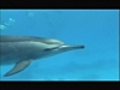 Nager avec les dauphins | BahVideo.com
