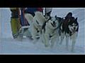 Les chiens de traineaux Formigal | BahVideo.com