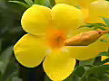 Royalty Free Stock Video HD Footage Yellow Allamanda Flowers at Virgin Gorda Virgin Islands | BahVideo.com