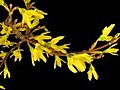 Time-lapse Of Opening Forsythia Flowers Isolated On Black 2b Stock Footage | BahVideo.com