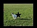 Canadian Puppy Productions | BahVideo.com