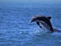 Dans la peau d’un prédateur : Océans | BahVideo.com