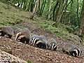 Plans for license to cull badgers | BahVideo.com