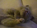  Muy Tierno Un gatito con sue o | BahVideo.com