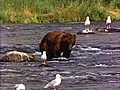 Bear | BahVideo.com