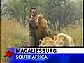 African Lions Accept Man as One of Their Own | BahVideo.com