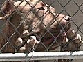 Dog Fight Bust Puts Six In Custody | BahVideo.com