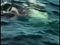 K pekbaligi ile katil balinanin kapismasi | BahVideo.com