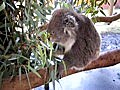 990613caversham wildlife park-koala | BahVideo.com