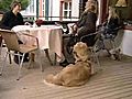 Hunde - das Kommando KOMM HER | BahVideo.com