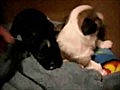 puppies 2 | BahVideo.com