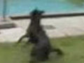 Paddling dog | BahVideo.com
