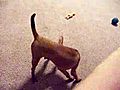 Masterbating Chihuahua 3gp Mp4 Video Download | BahVideo.com