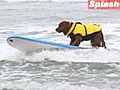 SNTV - Surf s up doggy style | BahVideo.com