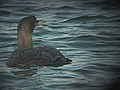 Great Northern Diver Gavia immer | BahVideo.com