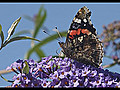 Butterfly eating nectar closeup HD | BahVideo.com
