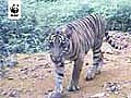 Tiger Mom and Cubs in Sumatran Jungle | BahVideo.com
