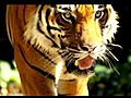 Tiger Island Dub Video Remix mov | BahVideo.com