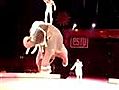 Elephant Does The One Foot Spin | BahVideo.com