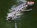 Man swims with 17foot 5m Crocodile | BahVideo.com