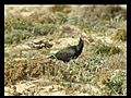 Bald Ibis Ibis chauve Geronticus eremita | BahVideo.com