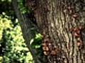 massive tree - close up | BahVideo.com