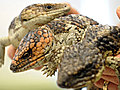 Attempted reptile smuggling | BahVideo.com