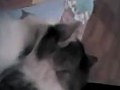 My Funny Cat | BahVideo.com