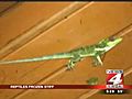 Defrosting frozen reptiles | BahVideo.com