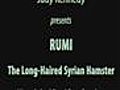 Rumi - The Long Hair Syrian Hamster | BahVideo.com