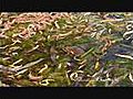 grenouille de perezi du canton de la chartre  | BahVideo.com