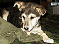 No Dog Left Behind How Lava Found Me | BahVideo.com